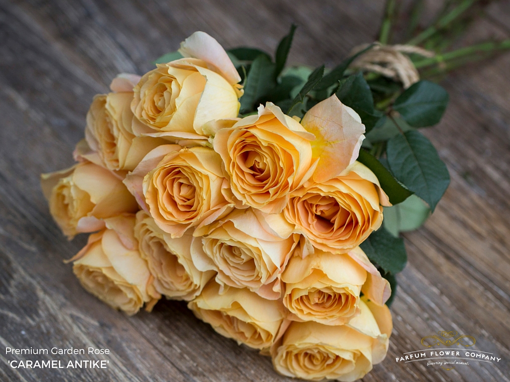 ROSE CARAMEL ANTIKE 50